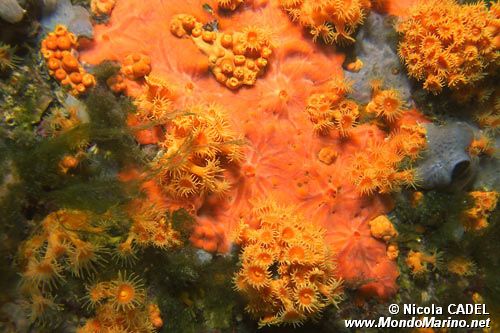 Spugna rossa (Spirastrella cunctatrix)