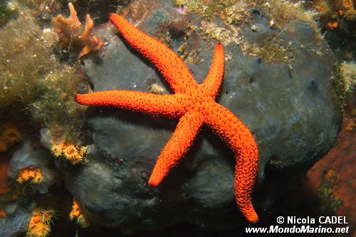 Stella rossa (Echinaster sepositus)
