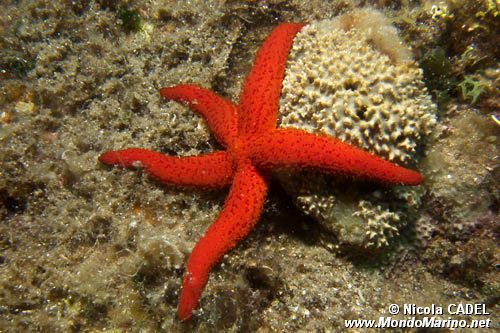 Stella rossa (Echinaster sepositus)
