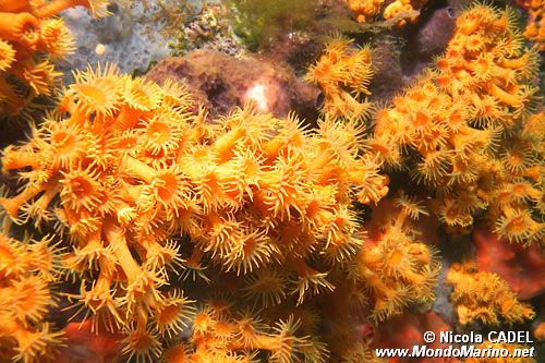Parazoanthus (Parazoanthus axinellae)