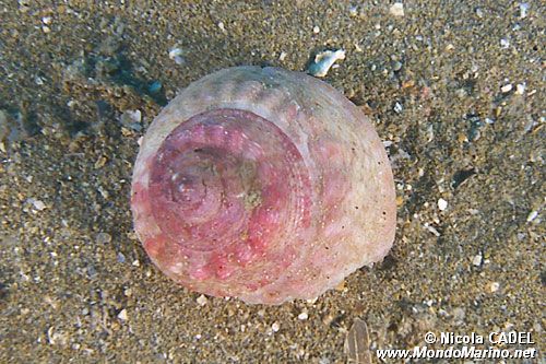 Gibbula (Gibbula magus)
