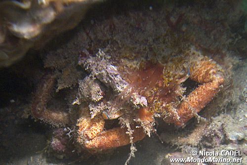 Granceola piccola (Maja crispata)