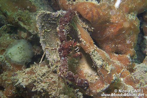 Granchio (Inachus sp.)