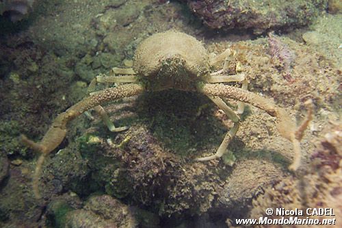 Granchio testa di morto (Ilia nucleus)