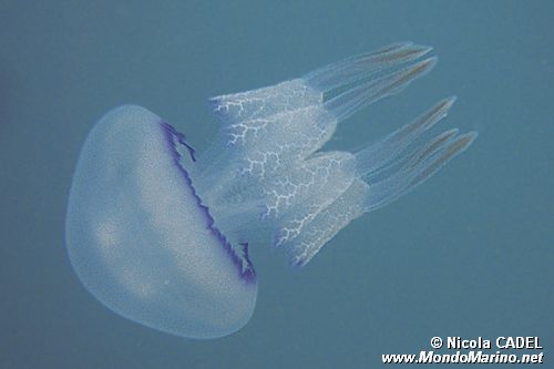 Polmone di mare (Rhizostoma pulmo)