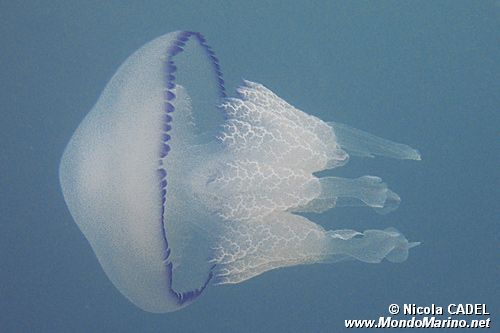 Polmone di mare (Rhizostoma pulmo)