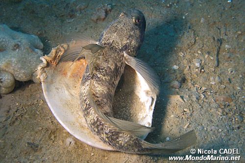 Ghiozzo nero (Gobius niger)