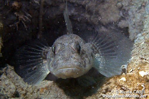 Ghiozzo nero (Gobius niger)