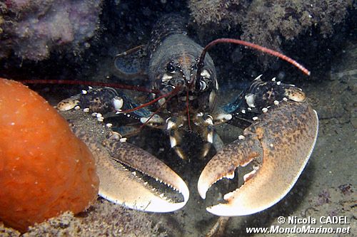 Astice (Homarus gammarus)