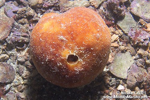 Spugna del paguro (Suberites domuncula)