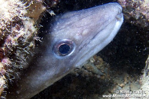 Grongo (Conger conger)