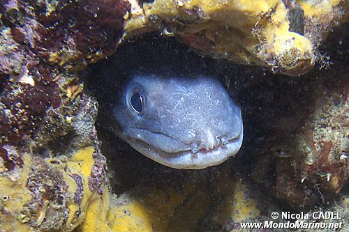 Grongo (Conger conger)