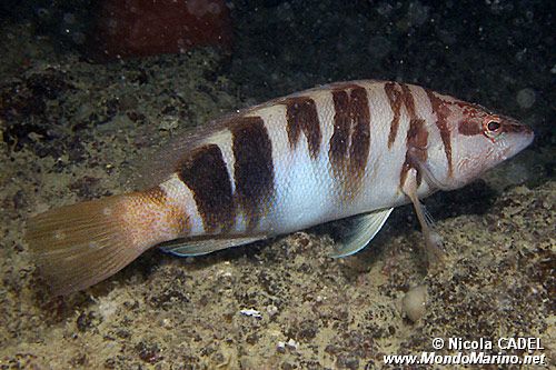 Sciarrano (Serranus scriba)