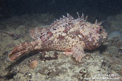 Scorfano rosso (Scorpaena scrofa)