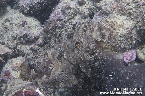 Rombo peloso (Phrynorhombus regius)