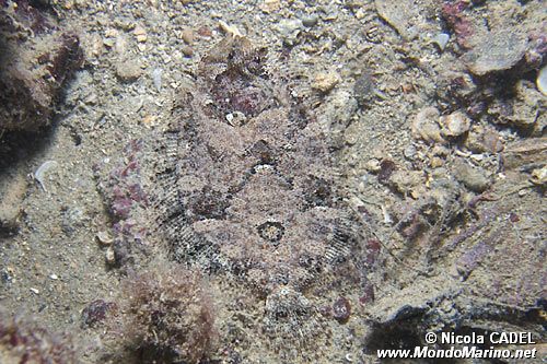 Rombo peloso (Phrynorhombus regius)