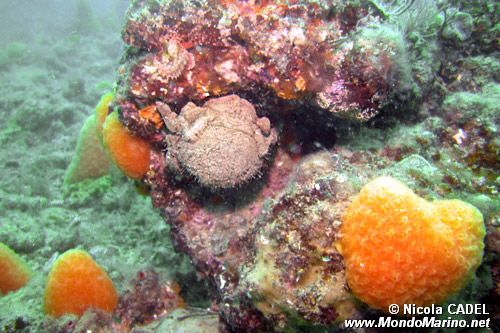 Granchio facchino (Dromia personata)