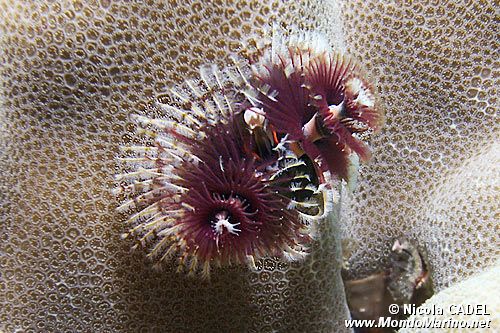 Anellide albero di natale (Spirobranchus sp.)