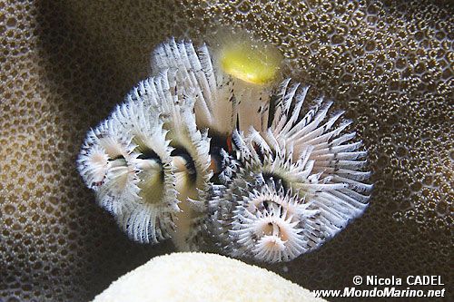 Anellide albero di natale (Spirobranchus sp.)