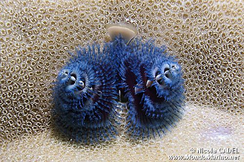 Anellide albero di natale (Spirobranchus sp.)