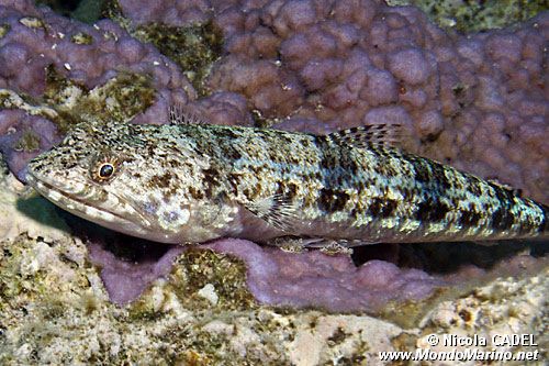 Pesce lucertola variegato (Synodus variegatus)