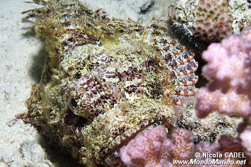 Pesce scorpione tassellato (Scorpaenopsis oxycephalus)