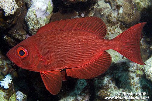 Pesce occhio grosso (Priacanthus hamrur)