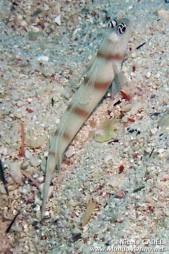 Ghiozzo di Steinitz (Amblyeleotris steinitzi)