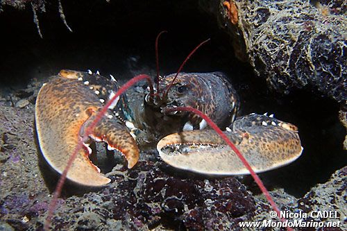 Astice (Homarus gammarus)