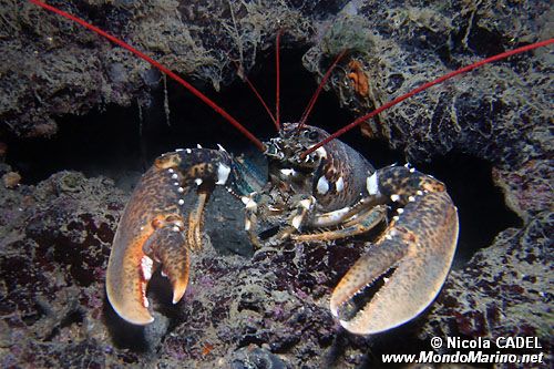 Astice (Homarus gammarus)