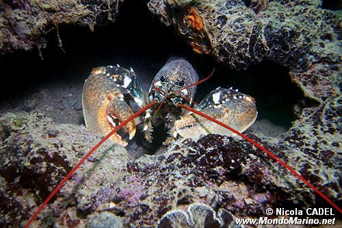 Astice (Homarus gammarus)