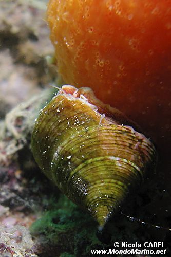 Troco lucente (Calliostoma conulus)