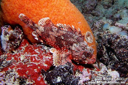 Scorfanotto (Scorpaena notata)