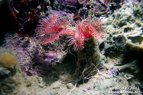 Serpula (Serpula vermicularis)