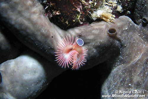 Serpula (Serpula vermicularis)