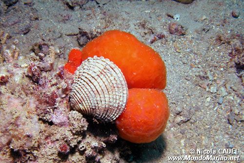 Tartufo di mare (Venus verrucosa)