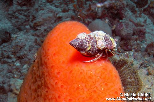 Paguro (Pagurus anachoretus)