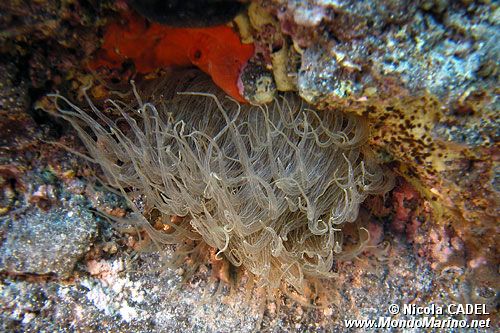 Anemone bruno (Aiptasia mutabilis)