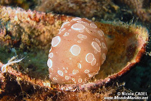 Bertella ocellata (Berthella ocellata)