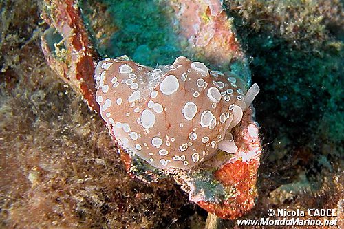 Bertella ocellata (Berthella ocellata)