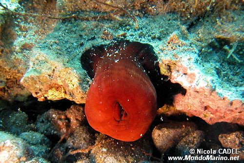 Pomodoro di mare (Actinia equina)