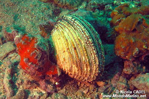 Tartufo di mare (Venus verrucosa)