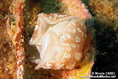 Bertella ocellata (Berthella ocellata)