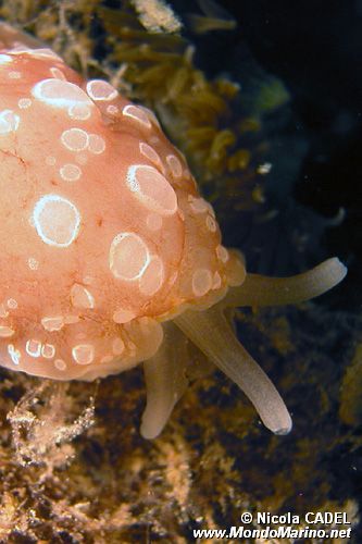 Bertella ocellata (Berthella ocellata)