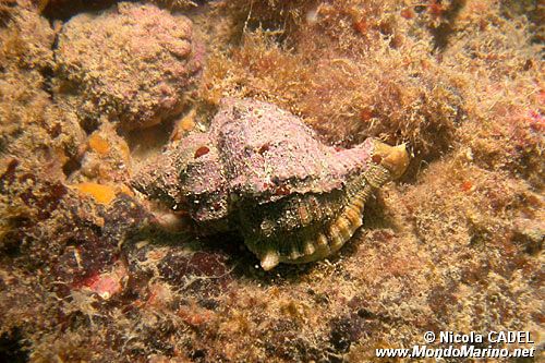 Murice troncato (Hexaplex trunculus)