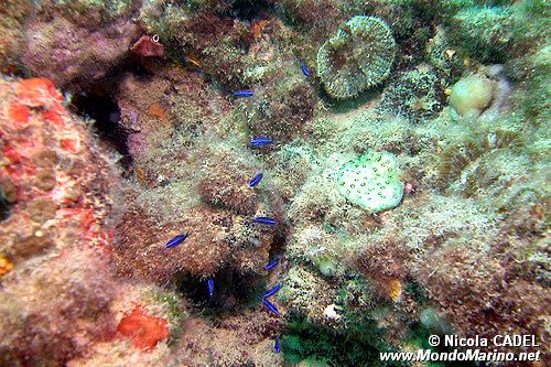 Castagnola (Chromis chromis)