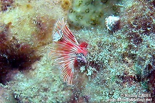 Serpula (Serpula vermicularis)