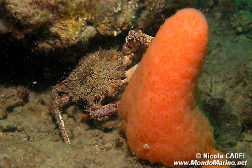 Granceola piccola (Maja crispata)