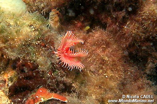 Serpula (Serpula vermicularis)