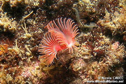 Serpula (Serpula vermicularis)